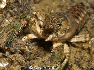 Crayfish in the lake of Zoug.
Orconectes limosus, Easter... by Olivier Notz 